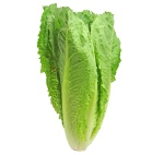 A photo of romaine lettuce on a white background
